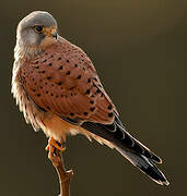 Common Kestrel