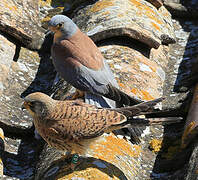 Lesser Kestrel