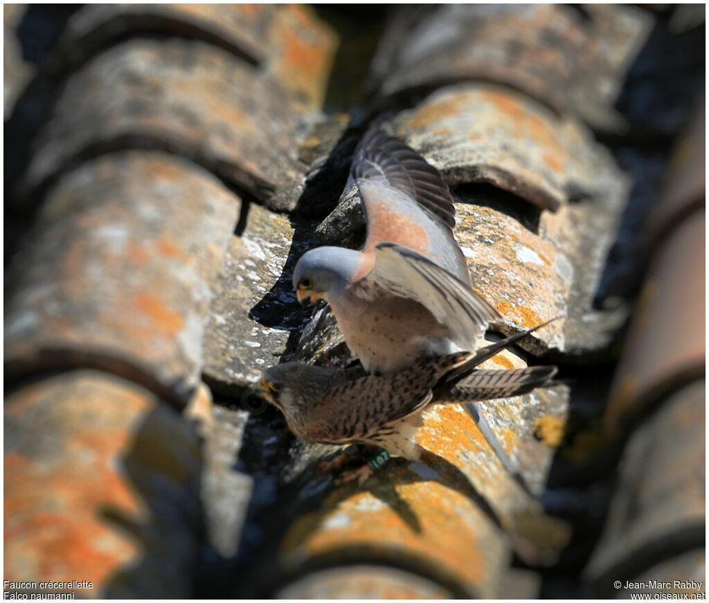 Lesser Kestrel , identification, Behaviour