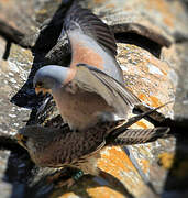 Lesser Kestrel