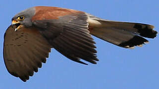 Lesser Kestrel