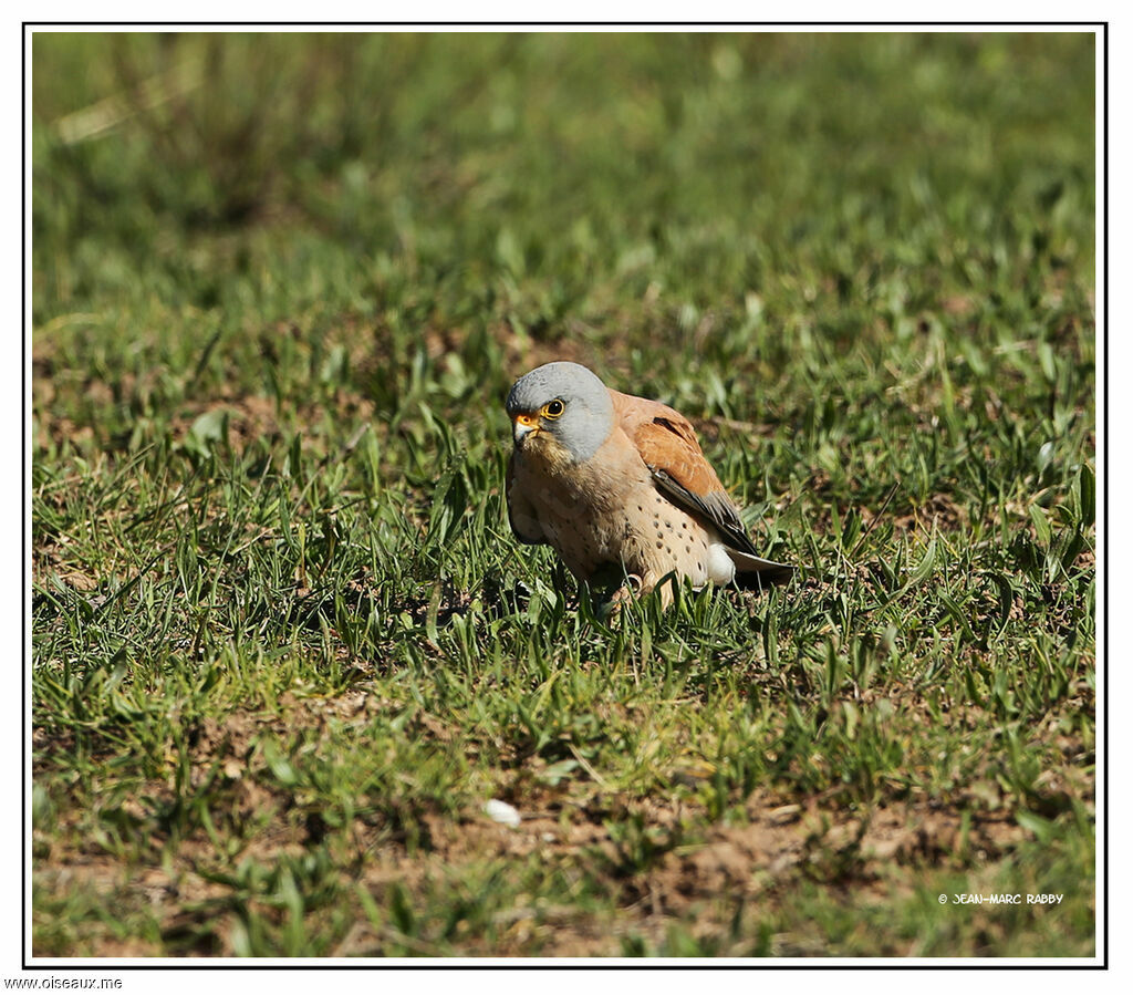 Lesser Kestrel male, identification