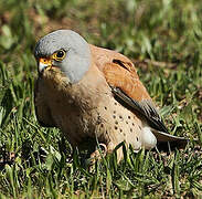 Lesser Kestrel