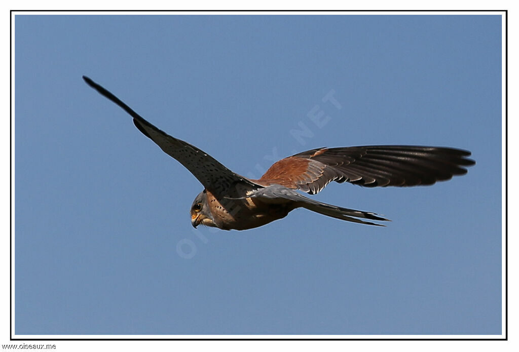 Lesser Kestrel male, Flight