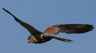 Lesser Kestrel