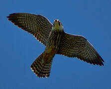 Eurasian Hobby