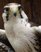 Lanner Falcon