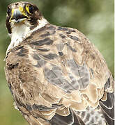 Peregrine Falcon