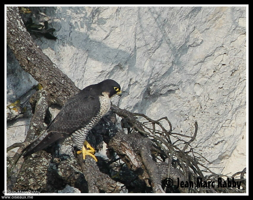 Faucon pèlerin, identification