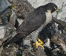 Peregrine Falcon