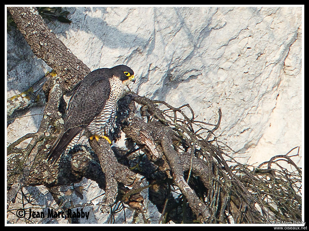 Peregrine Falcon, identification