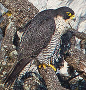 Peregrine Falcon