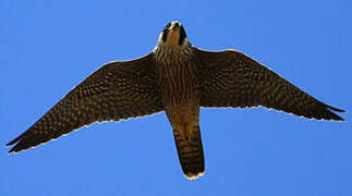 Peregrine Falcon