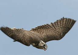 Saker Falcon