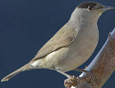 Eurasian Blackcap