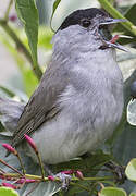 Eurasian Blackcap