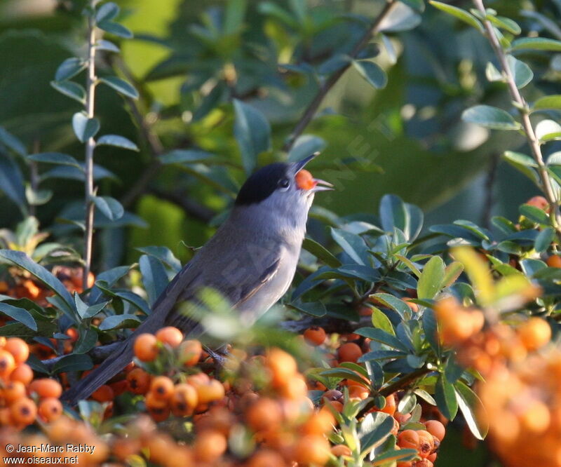 Eurasian Blackcap