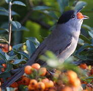 Eurasian Blackcap