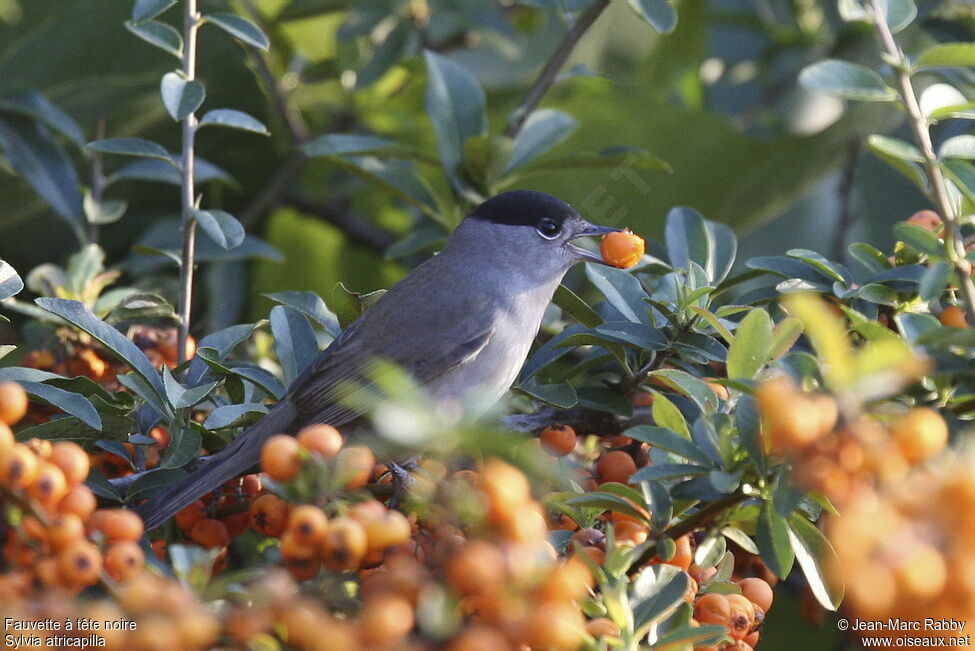 Eurasian Blackcap