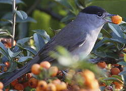 Eurasian Blackcap