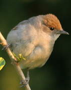 Eurasian Blackcap