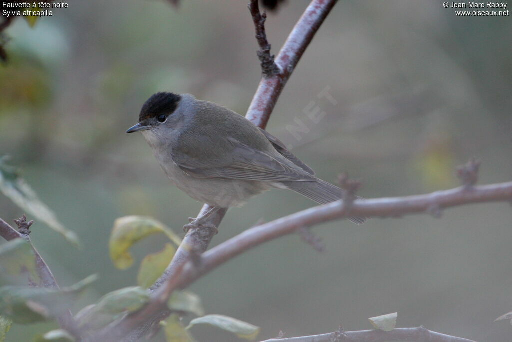 Eurasian Blackcap, identification