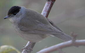 Eurasian Blackcap