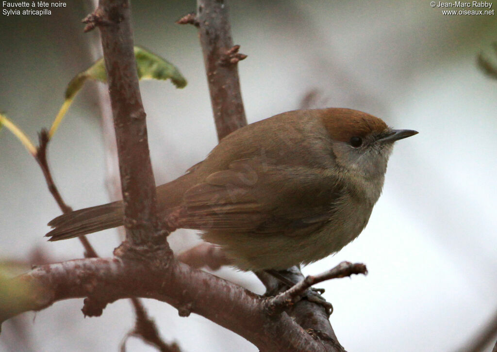 Eurasian Blackcap, identification