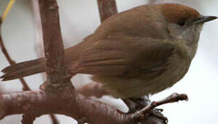 Eurasian Blackcap