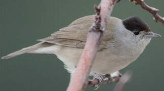 Eurasian Blackcap