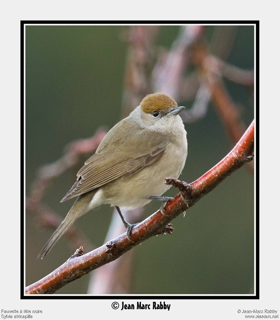 Eurasian Blackcap female, identification