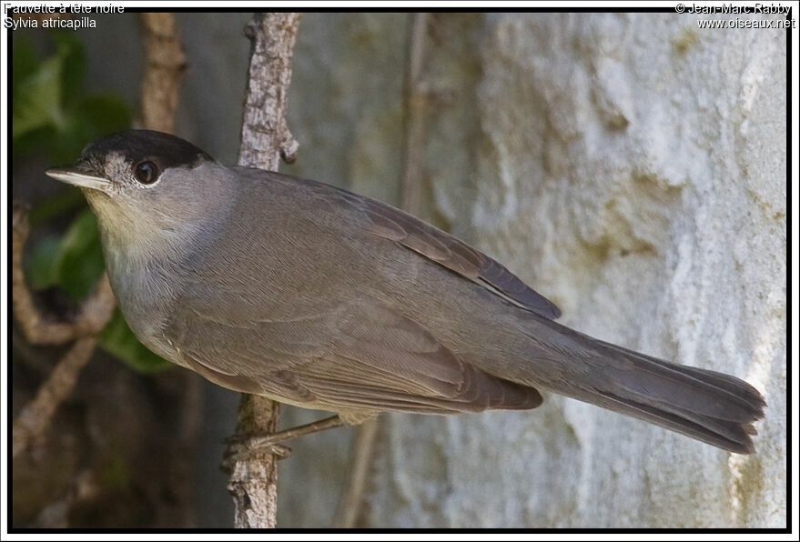 Fauvette à tête noire mâle, identification