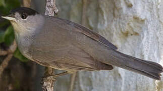 Eurasian Blackcap