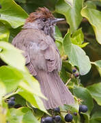 Eurasian Blackcap