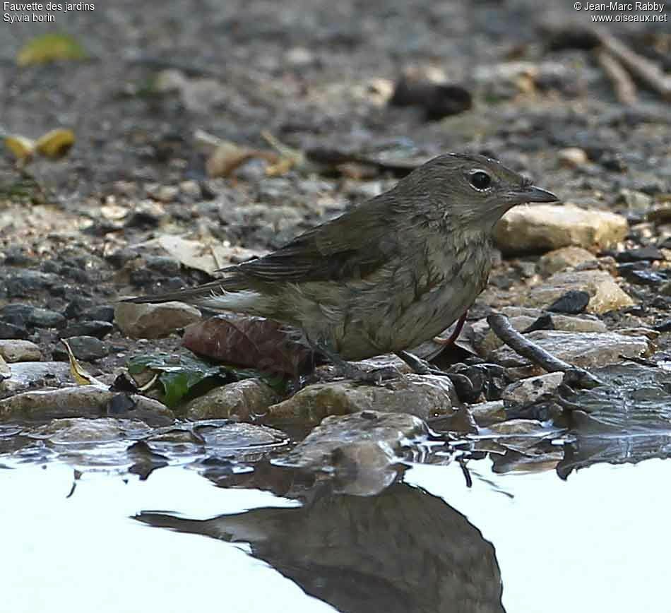 Garden Warbler, identification