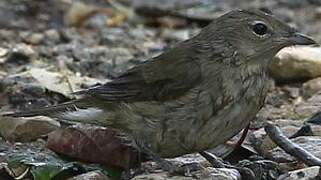 Garden Warbler