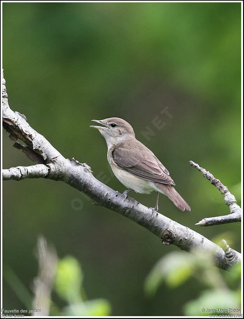 Fauvette des jardins, identification