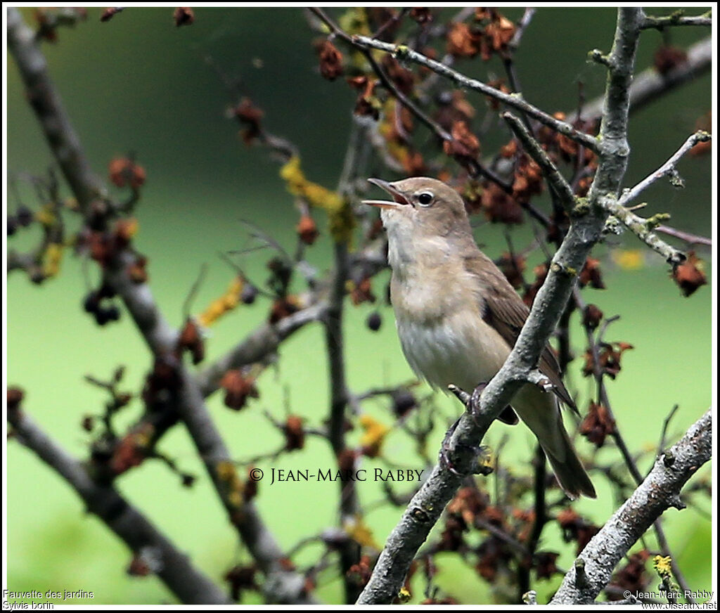 Fauvette des jardins, identification