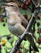 Garden Warbler