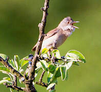 Common Whitethroat