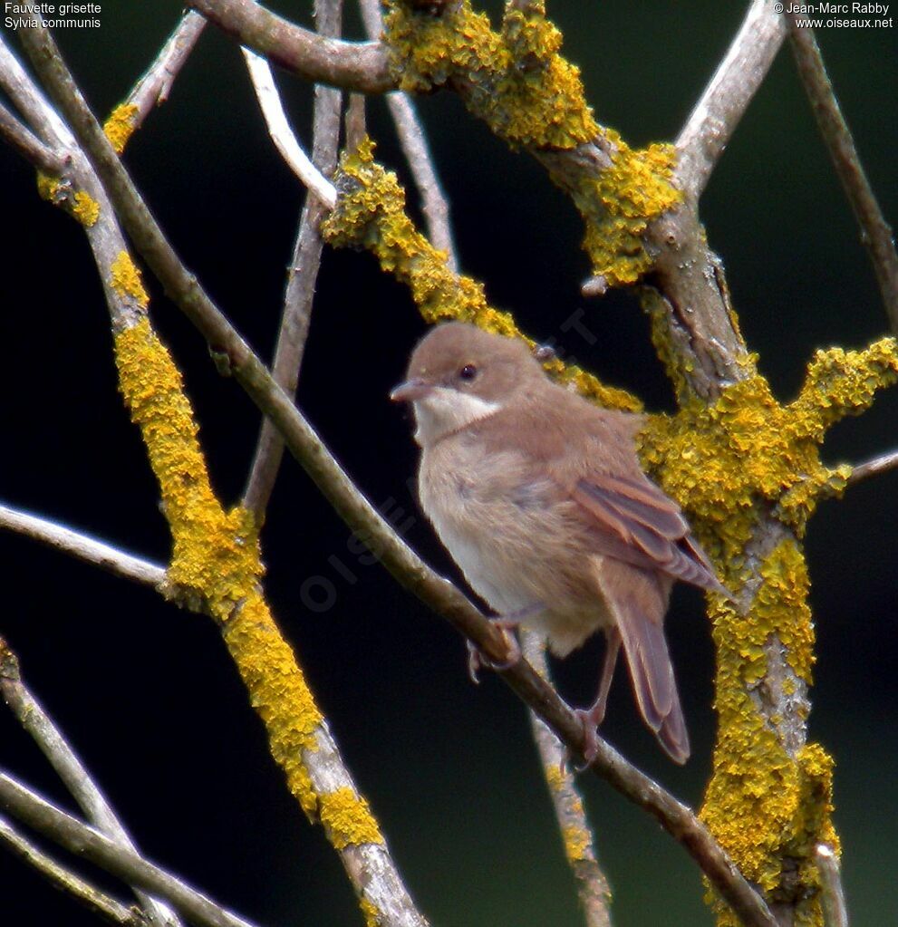 Common Whitethroatjuvenile, identification