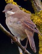 Common Whitethroat