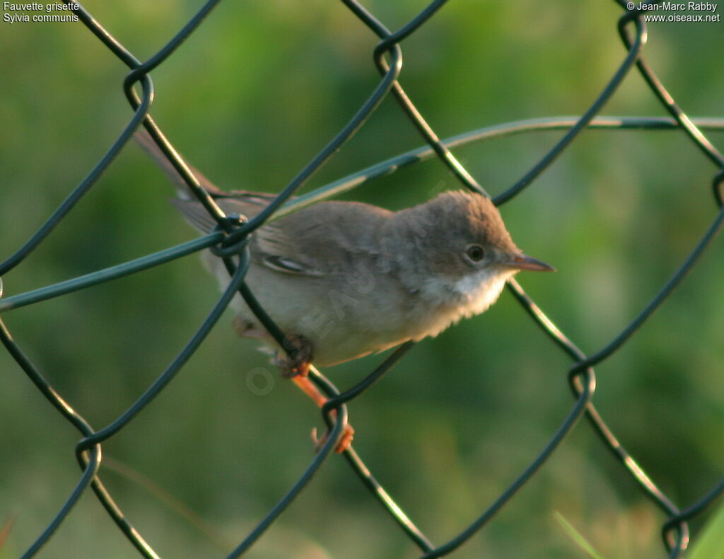 Fauvette grisette