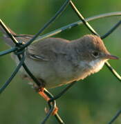 Common Whitethroat