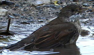 Common Whitethroat