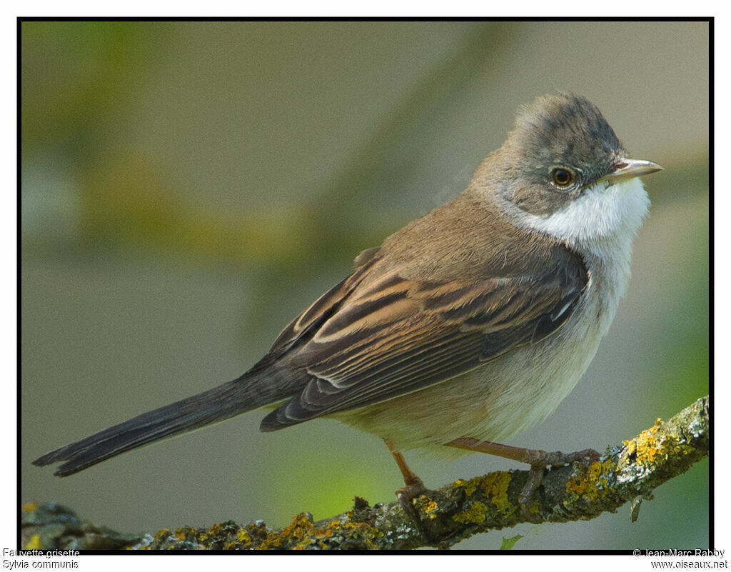 Fauvette grisette, identification