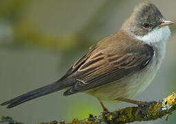 Common Whitethroat