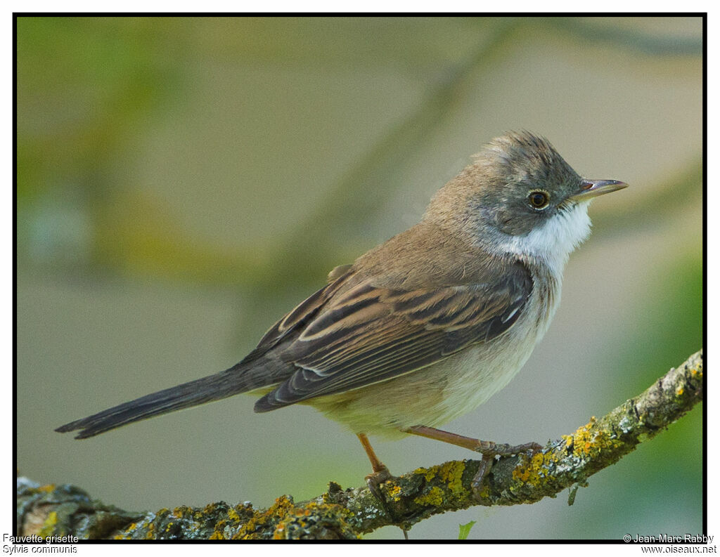 Common Whitethroatadult breeding, identification