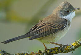 Common Whitethroat