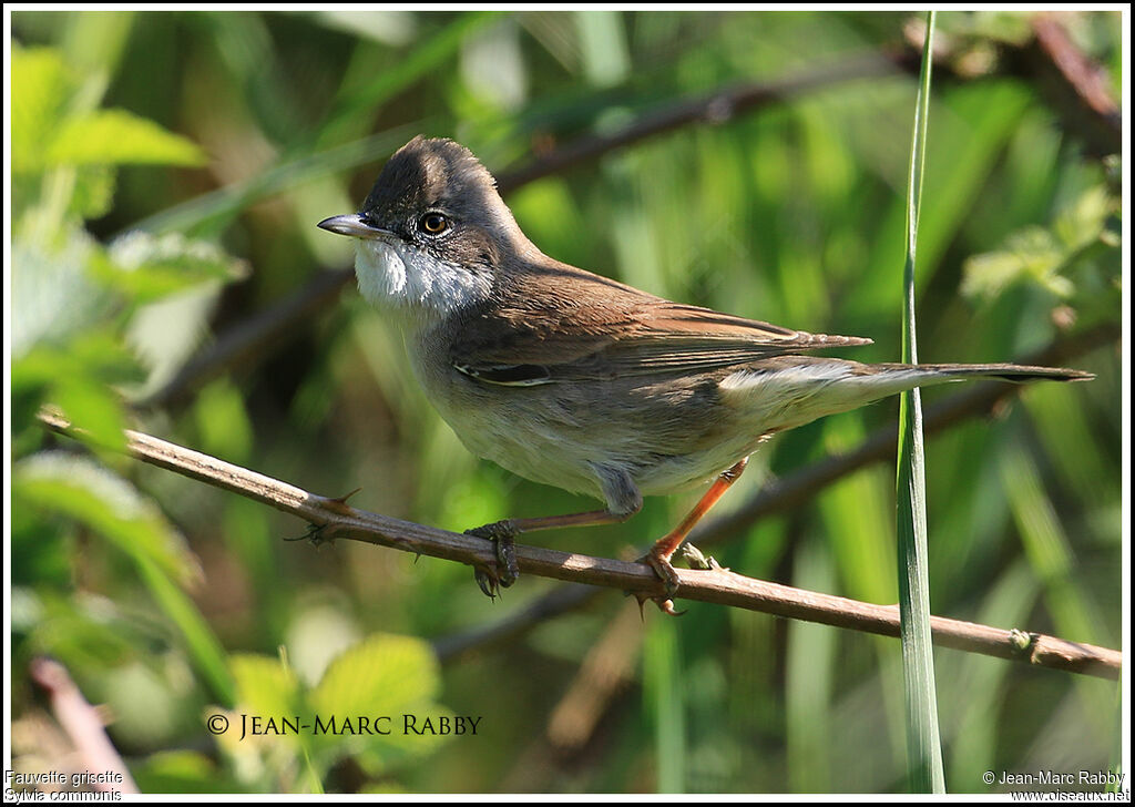 Common Whitethroat, identification